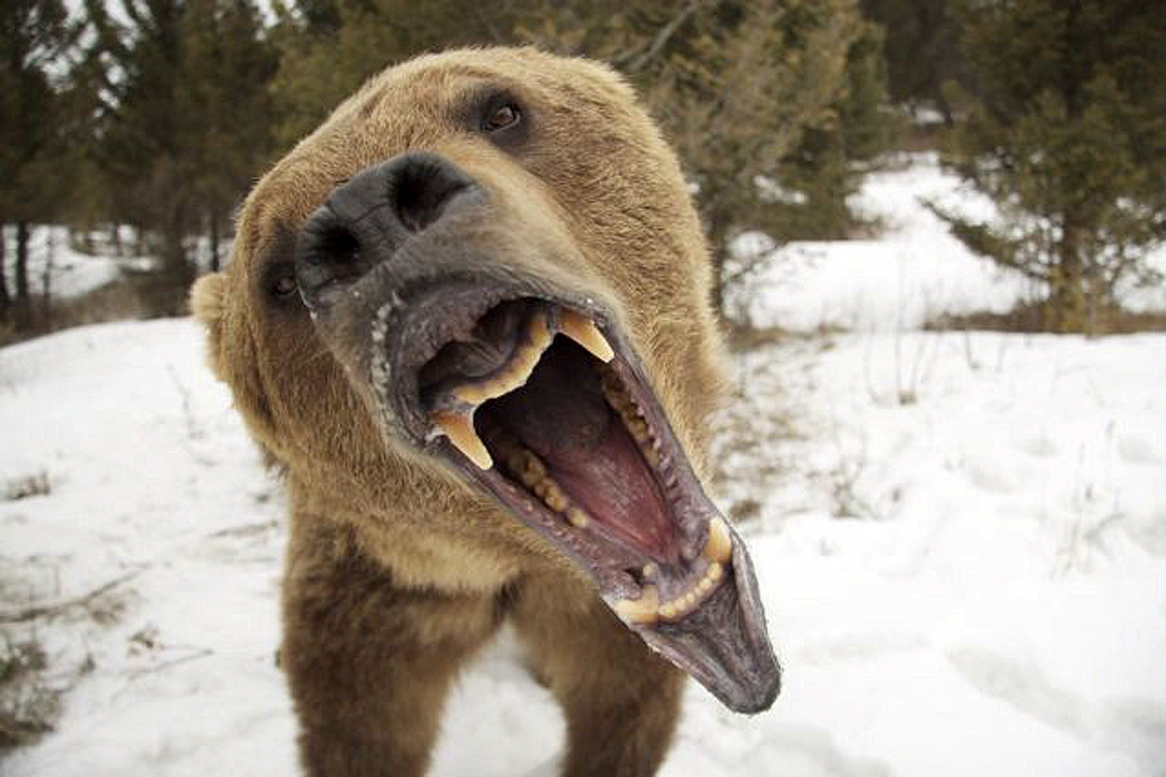 Гигантские чудовища собака медведь
