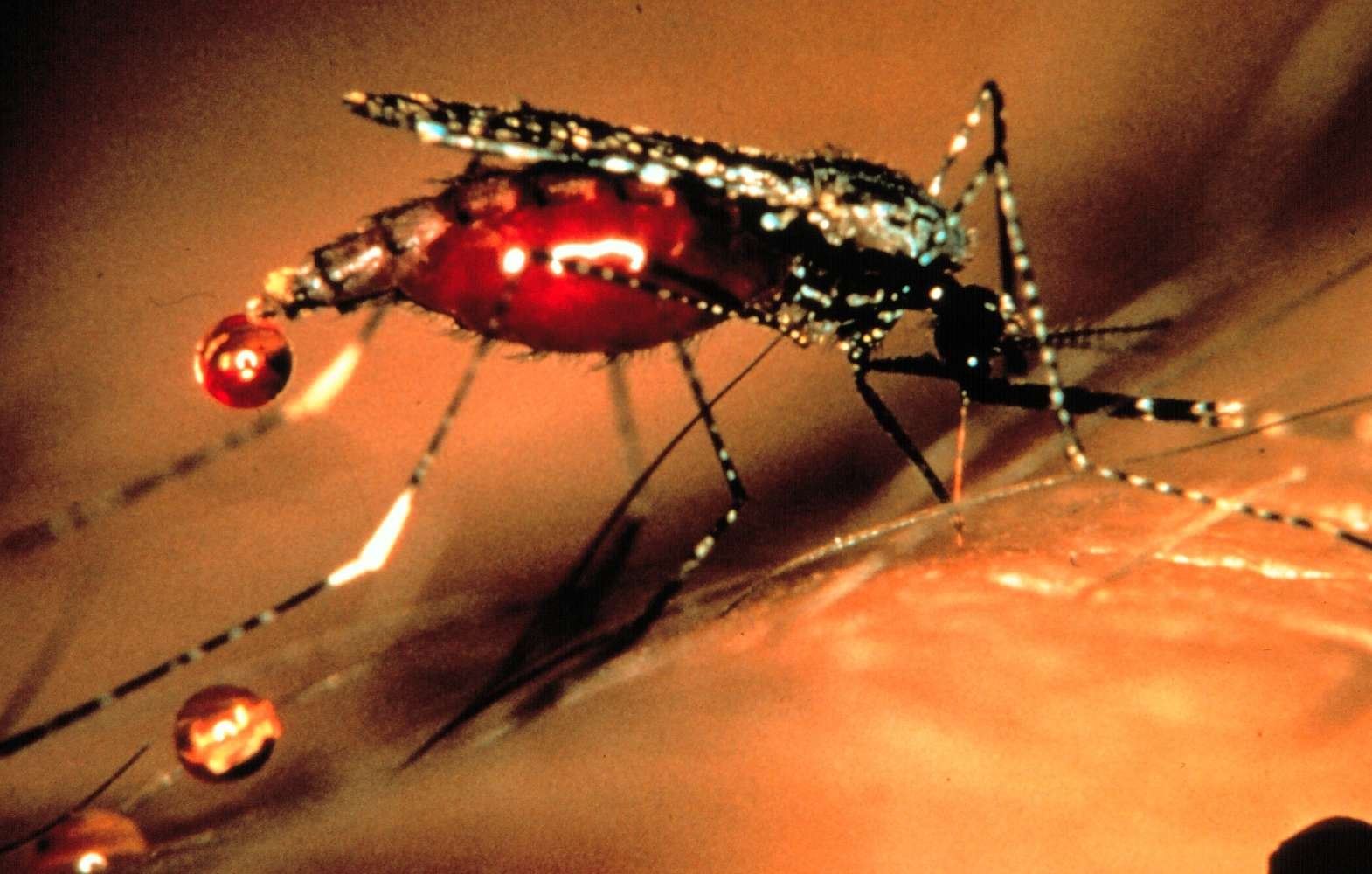 Малярия укусы комаров. Малярийный комар это паразит. Укус африканского малярийного комара. Малярийный комар клиника.