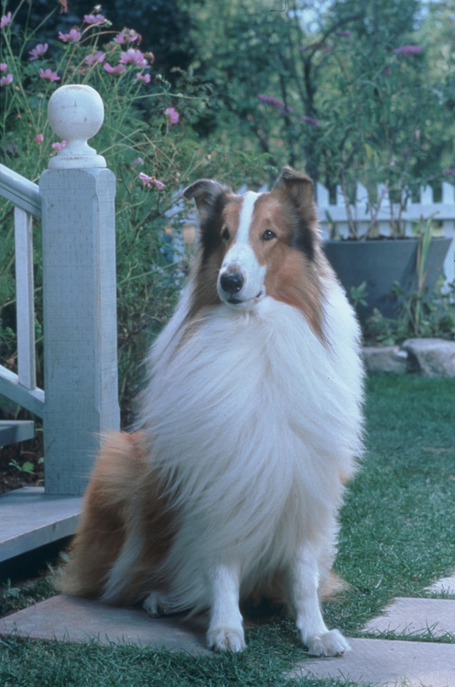 Lassie