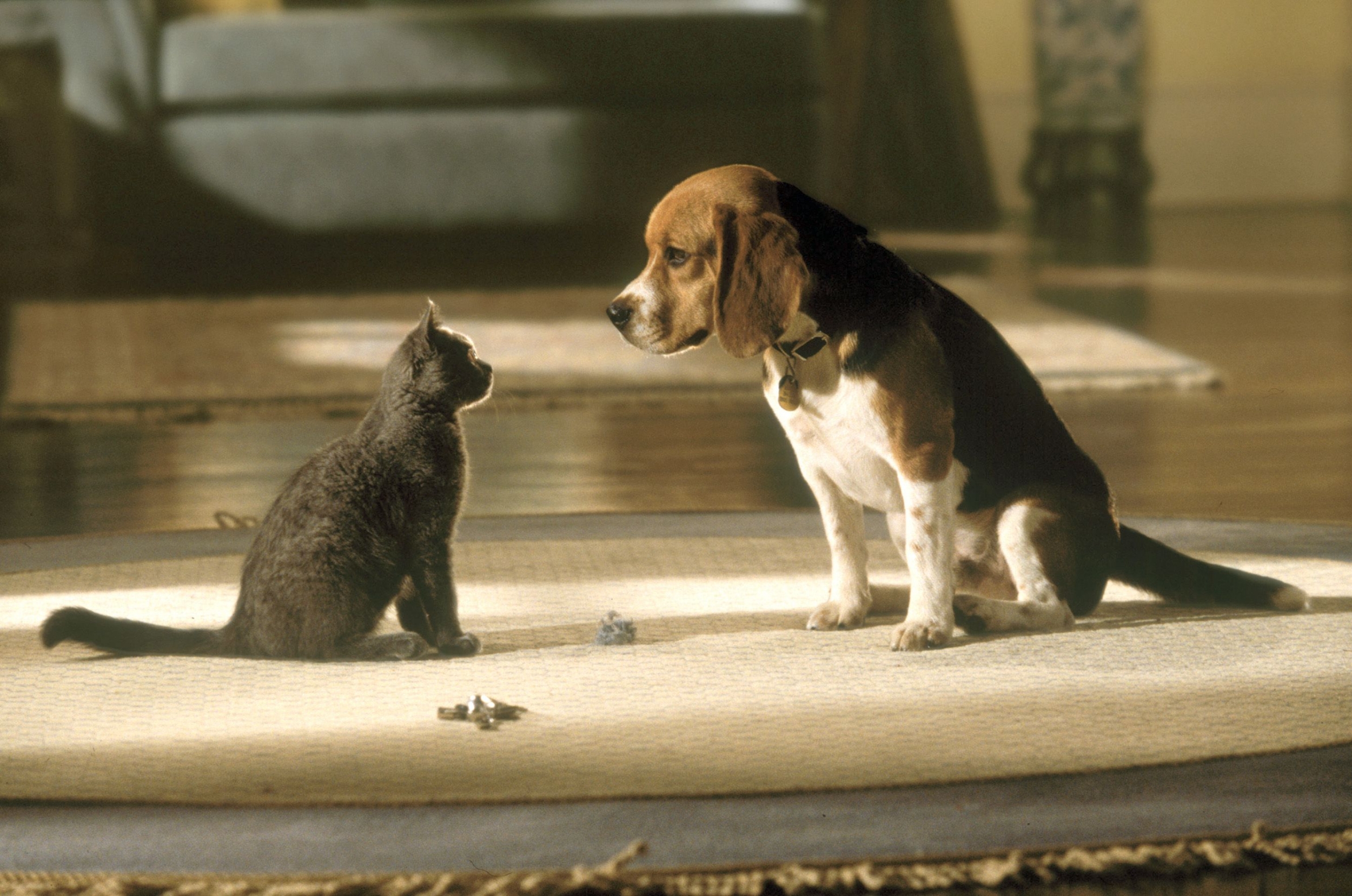 Говорящие коты и собаки. Кошки против собак 2001. Бигль кошки против собак.