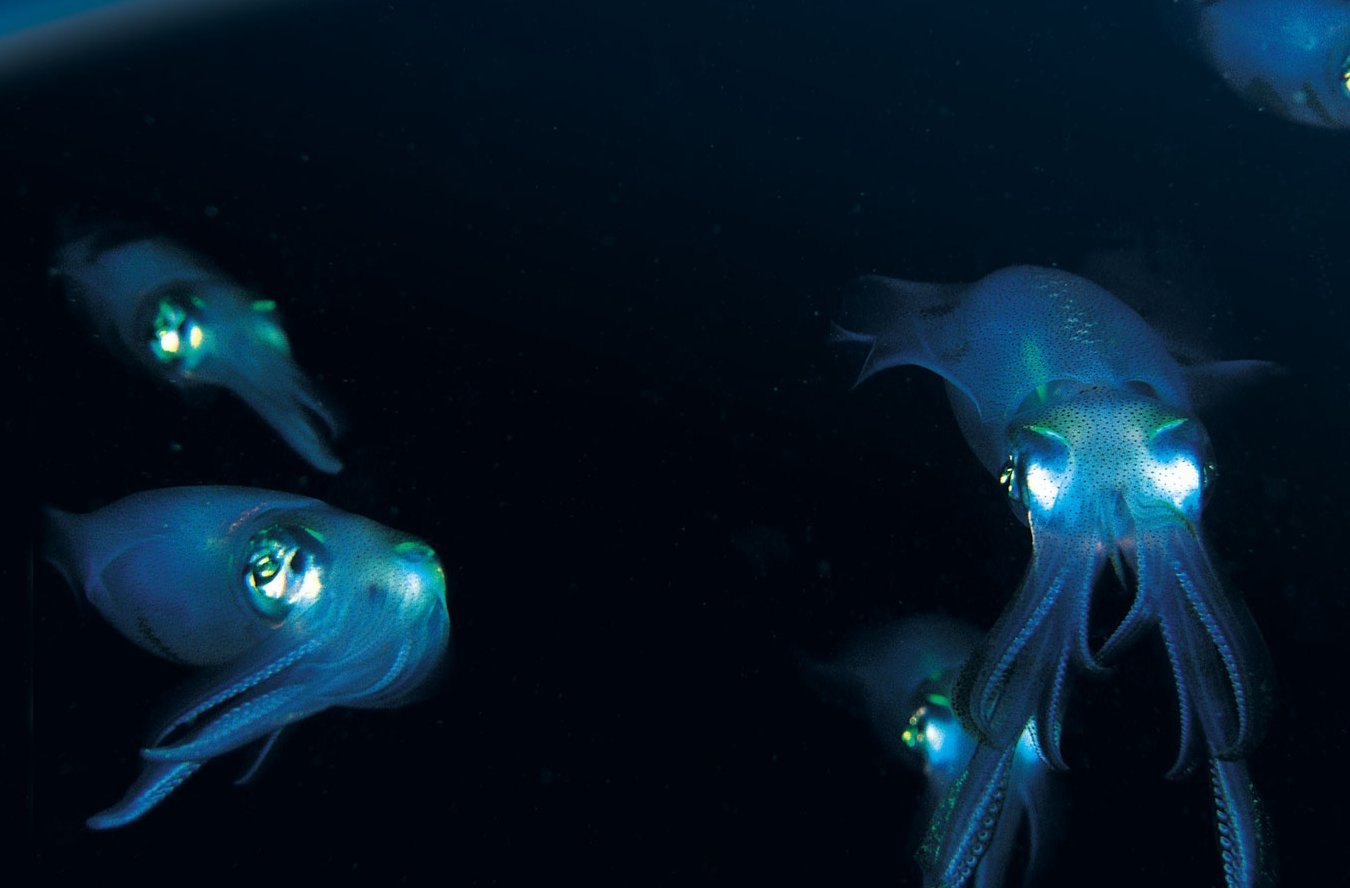 Ips squid. Кальмар на прозрачном фоне. Ips squid. Морские обитатели кальмар. Кальмар дозидикус.