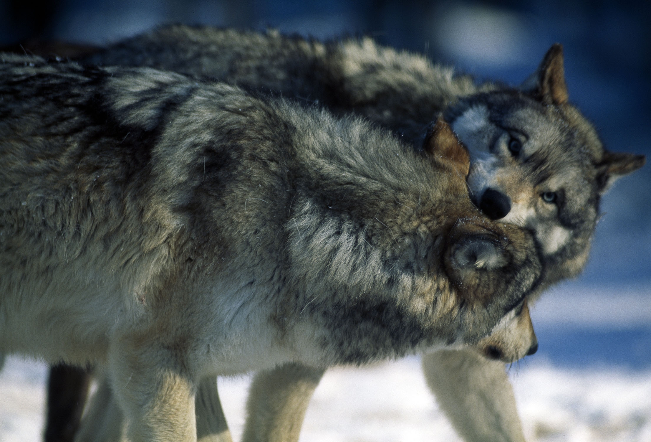 Wolf 2. Поцелуй волка. Волк National Geographic. Испуганный волк.