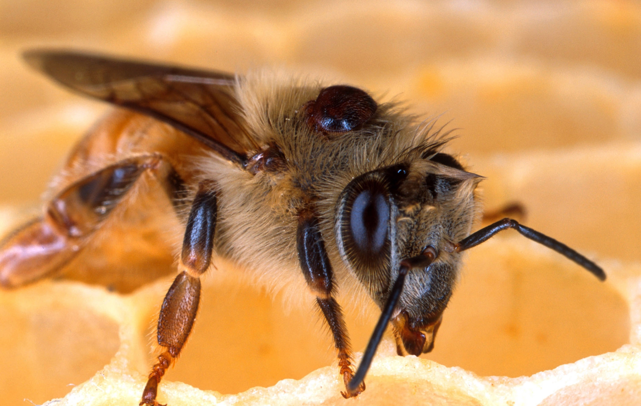 elhalt méhek a visszérben milyen kenőcs alkalmazható visszér ellen