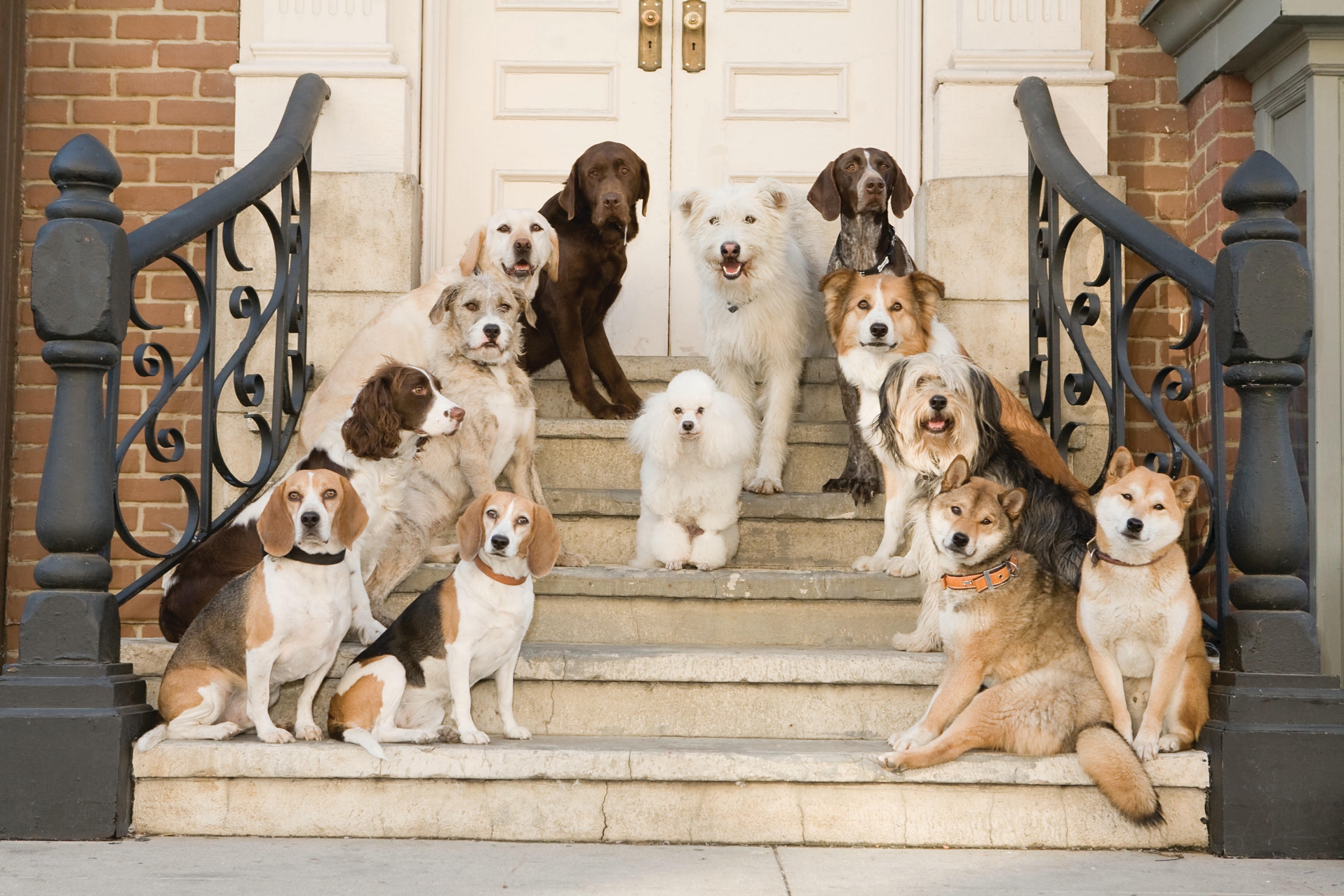 Породы собак домой. Разные собаки. Много собак. Разные породы собак. Красивые собаки для квартиры.