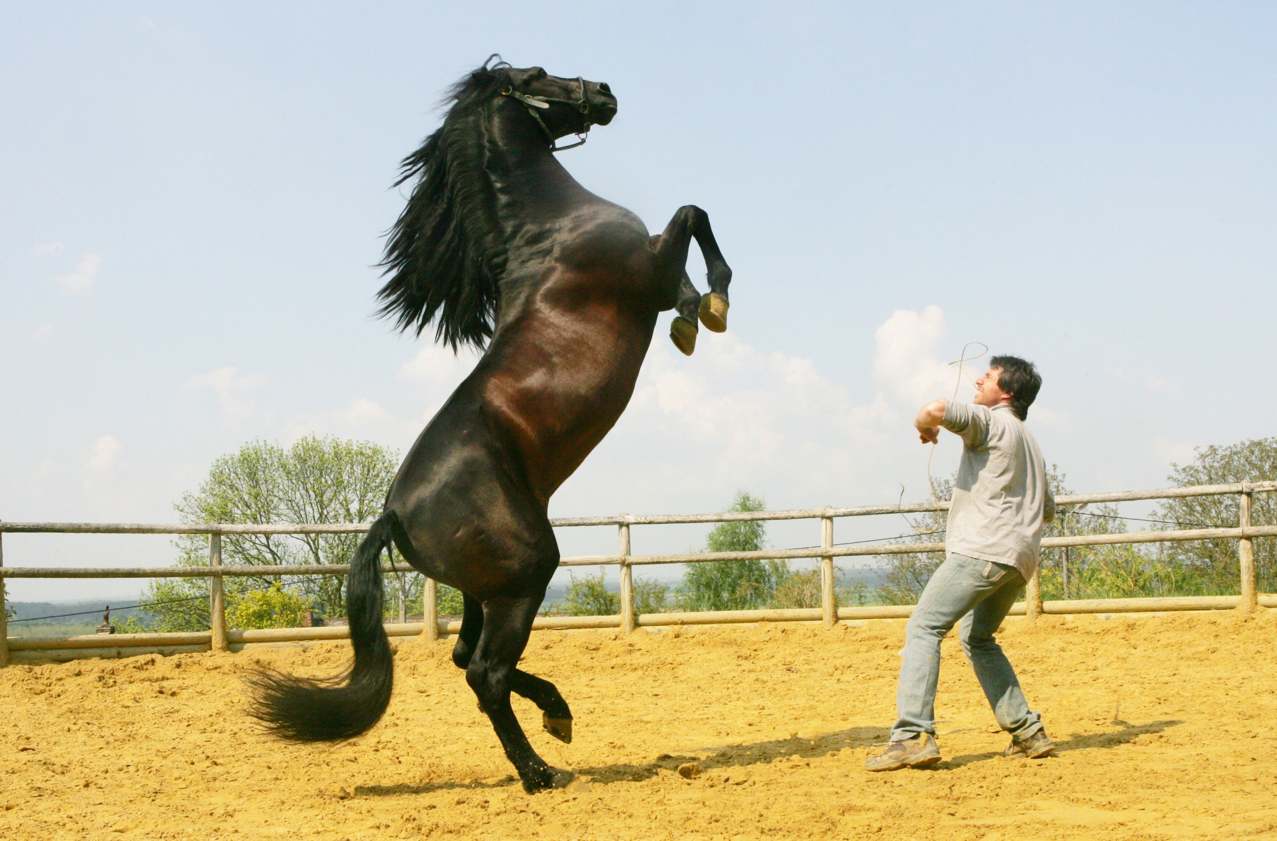 Танец лошадки. Лошадь танцует. Танцующий конь. Танцующая с лошадьми.