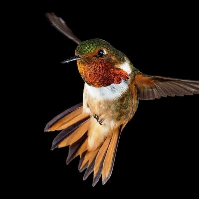 Kolibrik: varázslat a levegőben