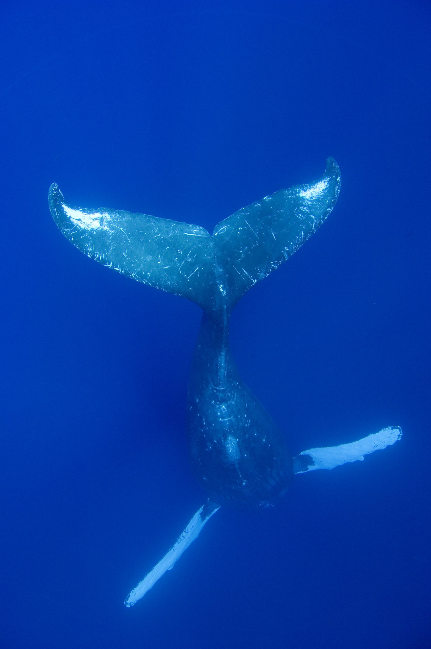 Whales water. Синий кит. Хвосты китов. Киты в океане. Кит под водой.