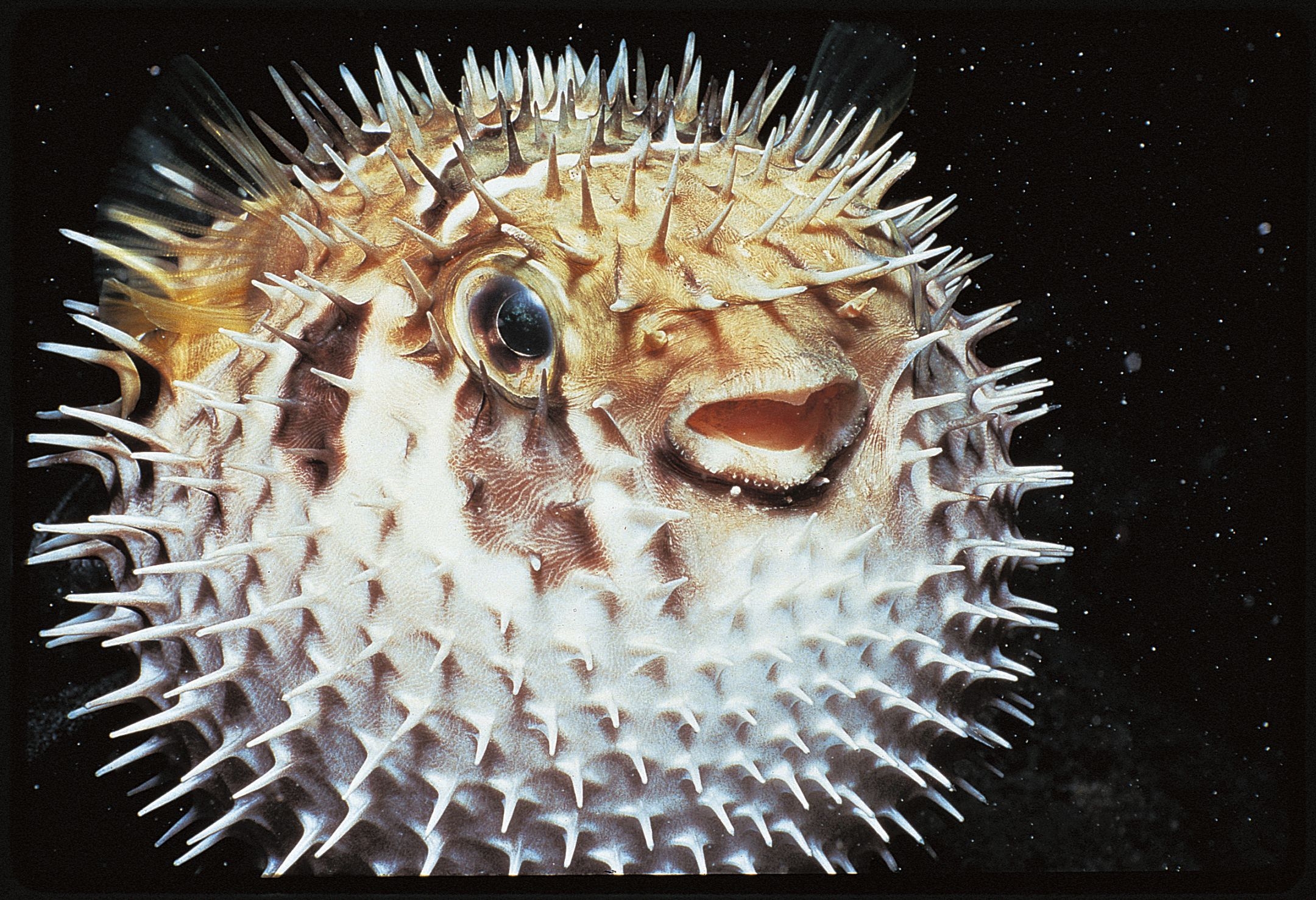 Морской ёж иглобрюх. Длинноиглая рыба-ёж. Рыба иглобрюх средиземное море. Рыба с иголками которая. Рыба еж фугу.