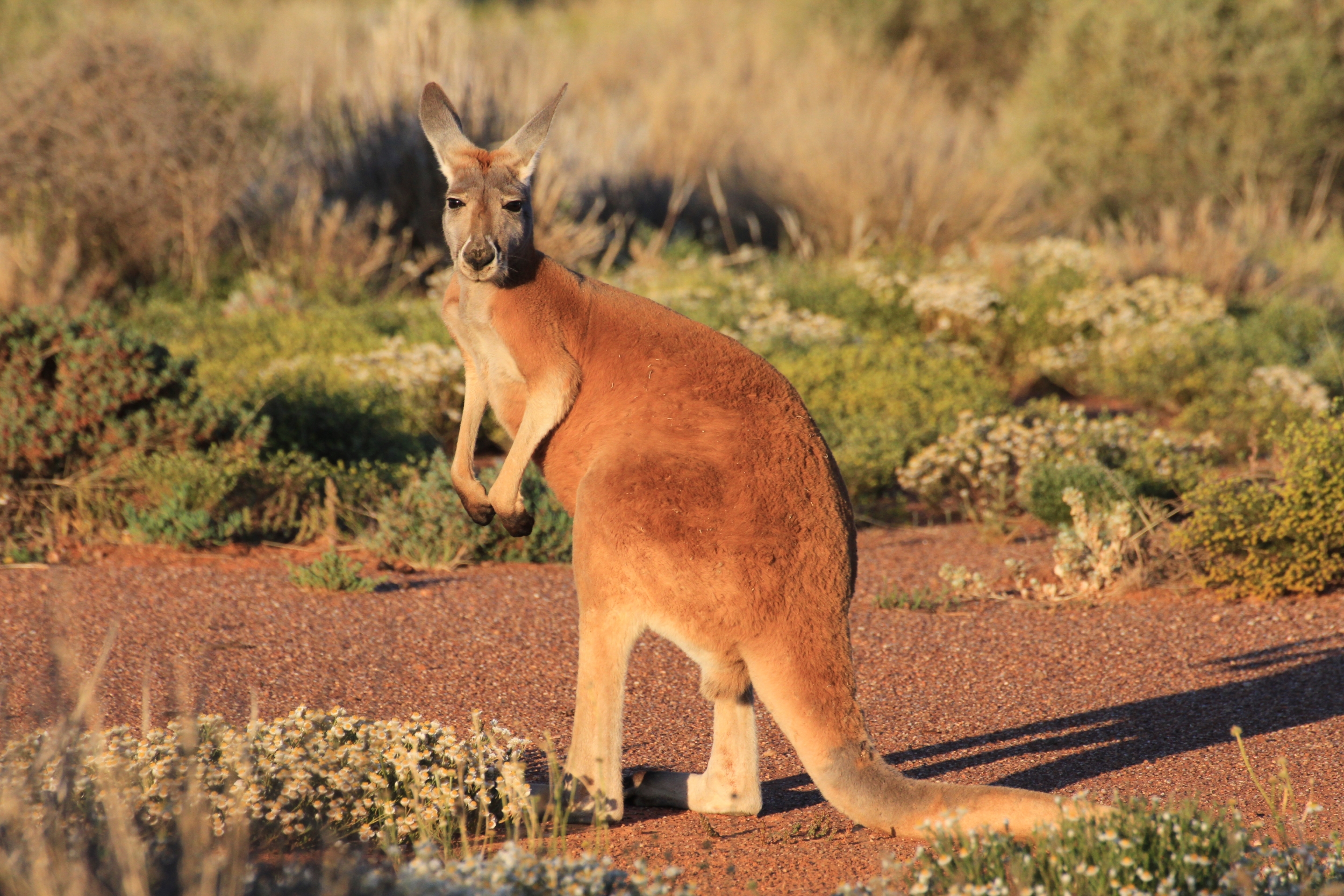 Ящерица кенгуру. Рыжий кенгуру Австралии. Гигантский рыжий кенгуру (Red-Grey Kangaroo). Сумчатые кенгуру. Эндемики Австралии - кенгуру кенгуру.