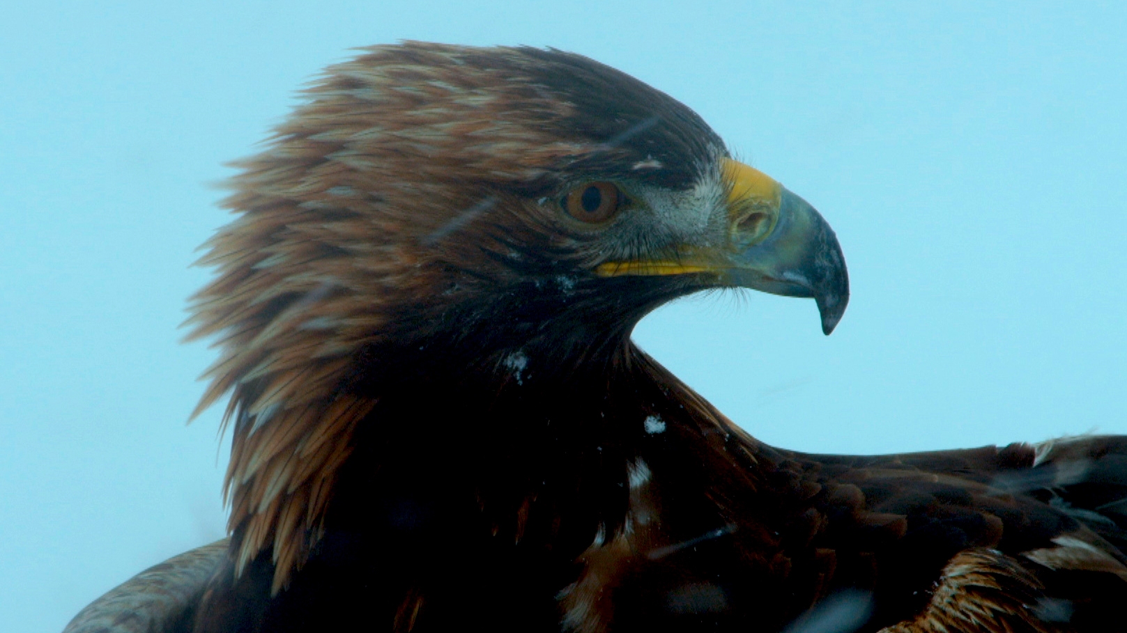 A legvadabb Európa || Az Alpok