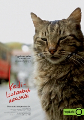 Kedi – Isztambul macskái