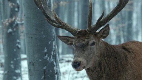 Nyerhet Oscart a Testről és lélekről?