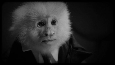 David Lynch kihallgat egy majmot, akit gyilkossággal gyanúsítanak