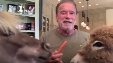 Schwarzenegger a mémmé vált állataival együtt adott videóinterjút Jimmy Kimmel show-jában