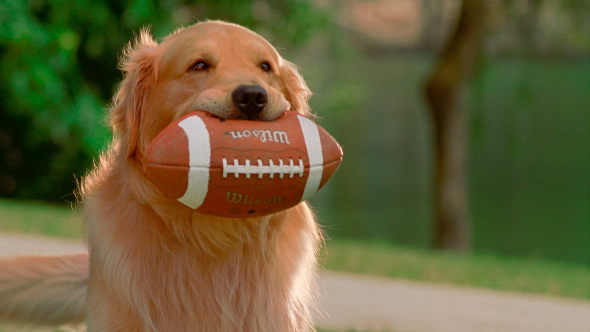 Собака бади. Бадди король воздуха. Золотистый ретривер бадди. Собака бади. Бадди король воздуха.