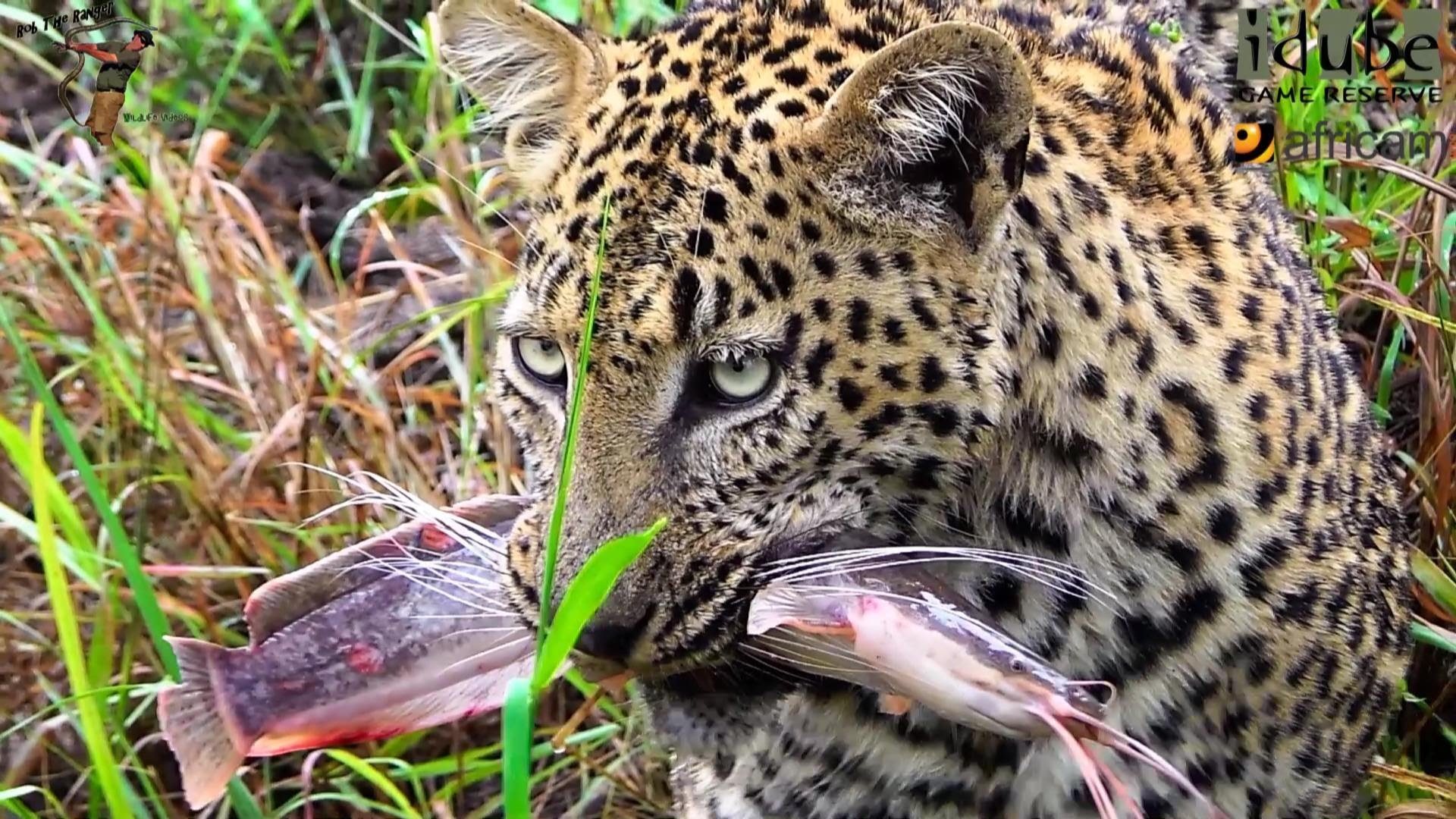 Leopard Hal Halászó leopárdok