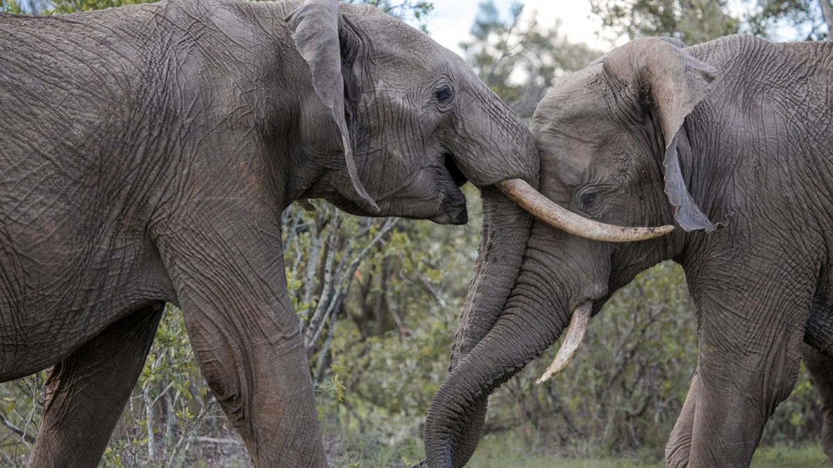 Слоновый год. Жизнь слона. Слоны обитают. Слоны живут. Команда слонов.