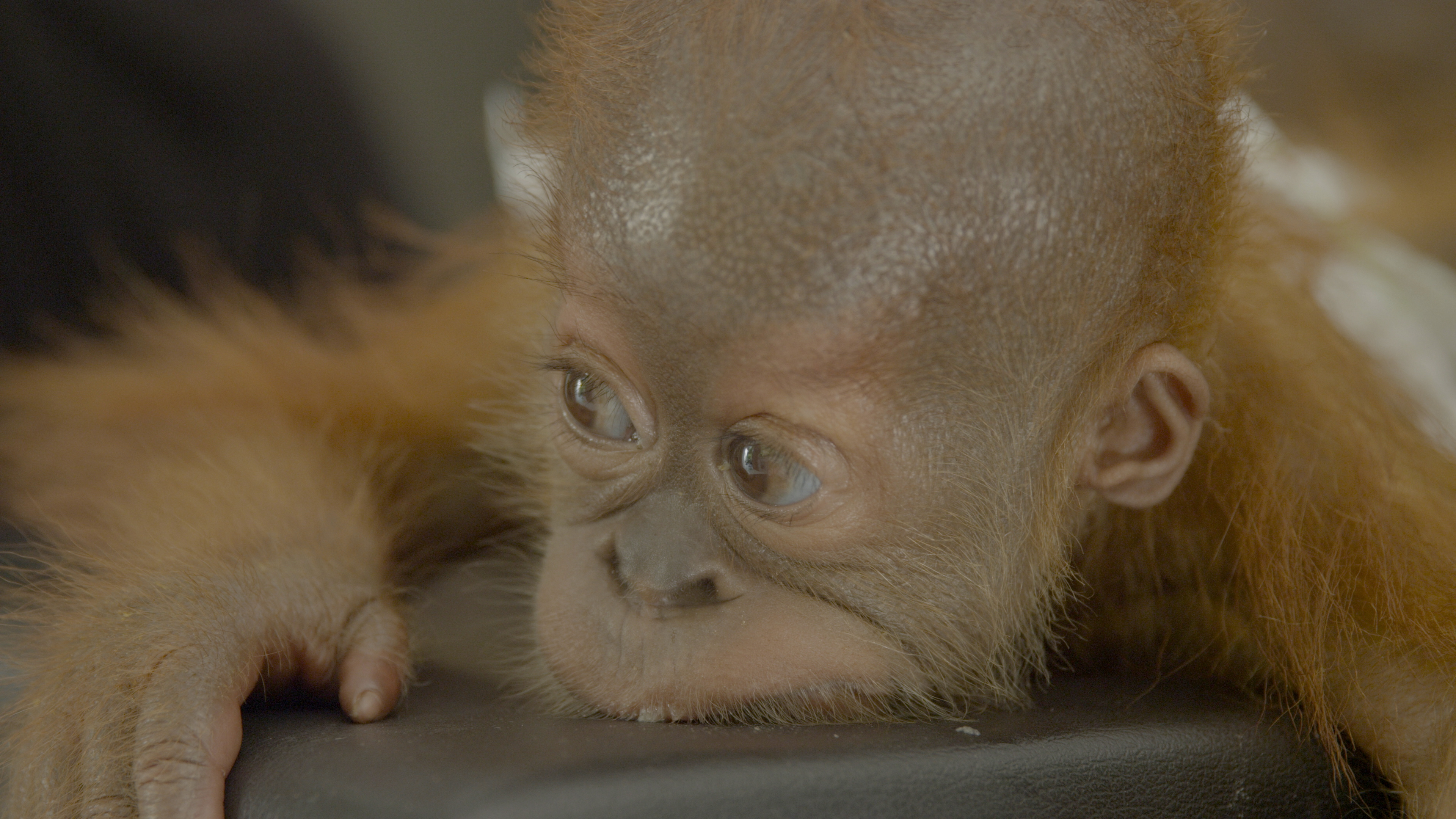 Orangutánok édenkertje 