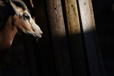 A matuzsálemi korú Evita minden rekordot megdöntött