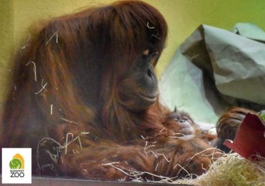 Ismét orangutánbébi született a Budapesti Állatkertben