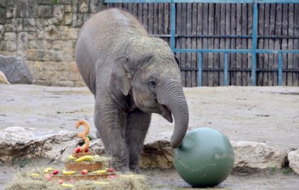 Arun, a labdazsonglőr kiselefánt már szívesen focizna a kistesójával