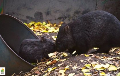 Nézd meg kisfilmen a Budapesti Állatkertben nevelkedő vombatgyereket!