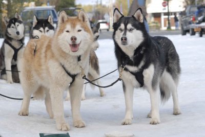 8 film, amelynek forgatásán bántódásuk esett az állatoknak