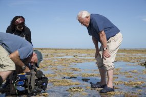 Bödőcs Tibor a maga módján is köszönti a 100 éves David Attenborough-t