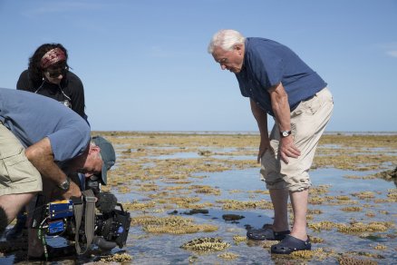 Bödőcs Tibor a maga módján is köszönti a 100 éves David Attenborough-t