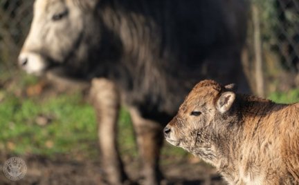 Szürkemarha-borjú született a Debreceni Állatkertben