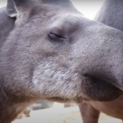 Egyéves lett Hada, a tapírkislány