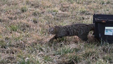 Visszatértek a természetbe a kölyökként megmentett vadmacskák