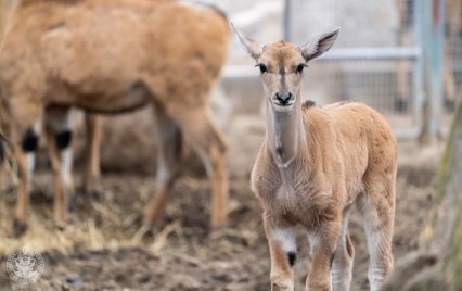 Kezdetét vette a tavaszi bébibumm a Debreceni Állatkertben: jávorantilop született!