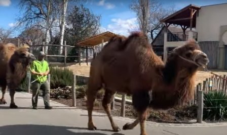 Kirándulás négylábúaknak: tevekaraván és lóséta a Budapesti Állatkertben