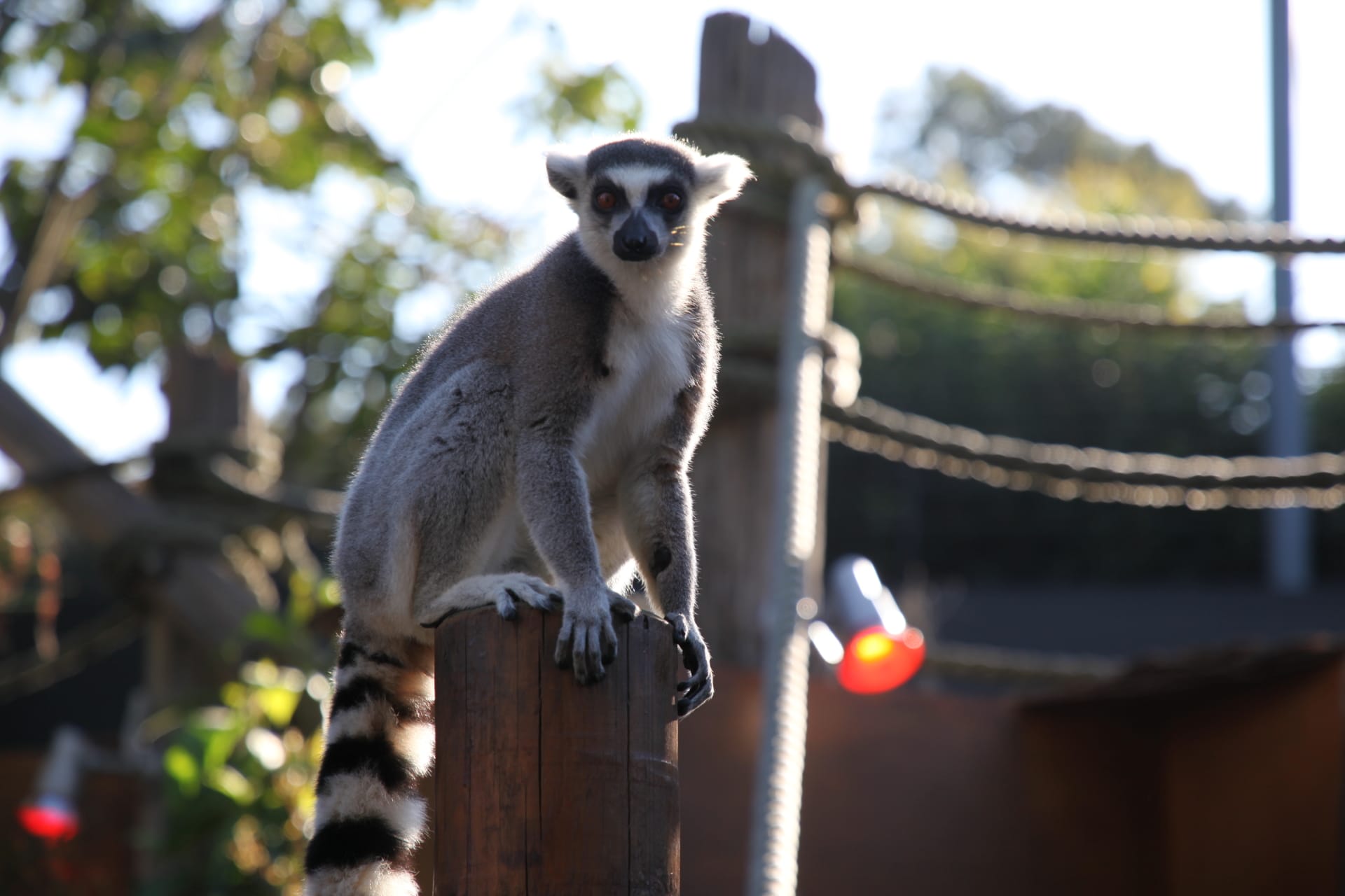 Taronga zoo. Зоопарк Таронга в Сиднее. Зоопарк Таронга.