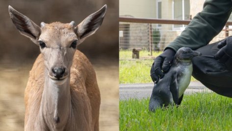 Új jövevények a Debreceni Állatkertben