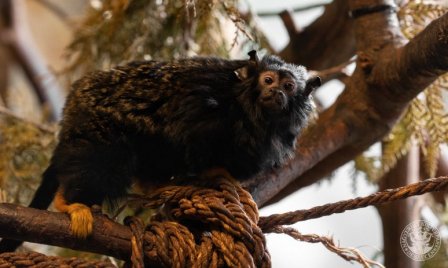 Tamarinfrigy, vadkutyák és új fajtamentés a magyar állatkertekben