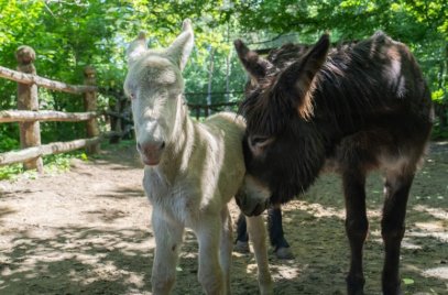 Újabb gyermekáldás a Debreceni Állatkertben