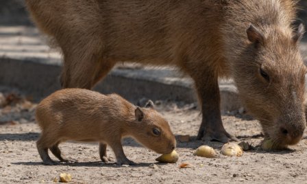 Újszülött kapibarák és a dodó legközelebbi rokona a Debreceni Állatkertben