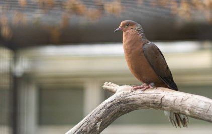 A vadonban már kihalt galambfaj a Debreceni Állatkertben