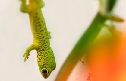 Madagaszkári nappali gekkó kelt ki a Debreceni Állatkertben