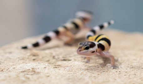 Bébibumm a Debreceni Állatkert leopárdgekkóinál