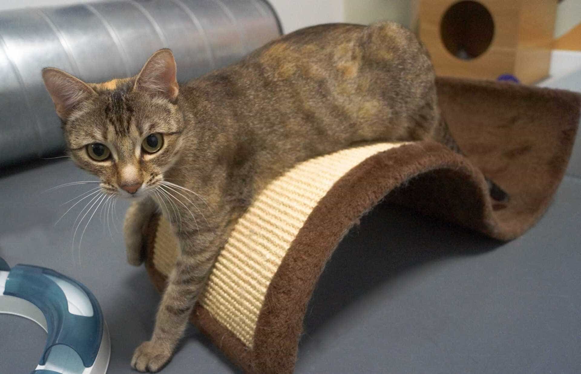 Ausztrál állatmentők || A második esély