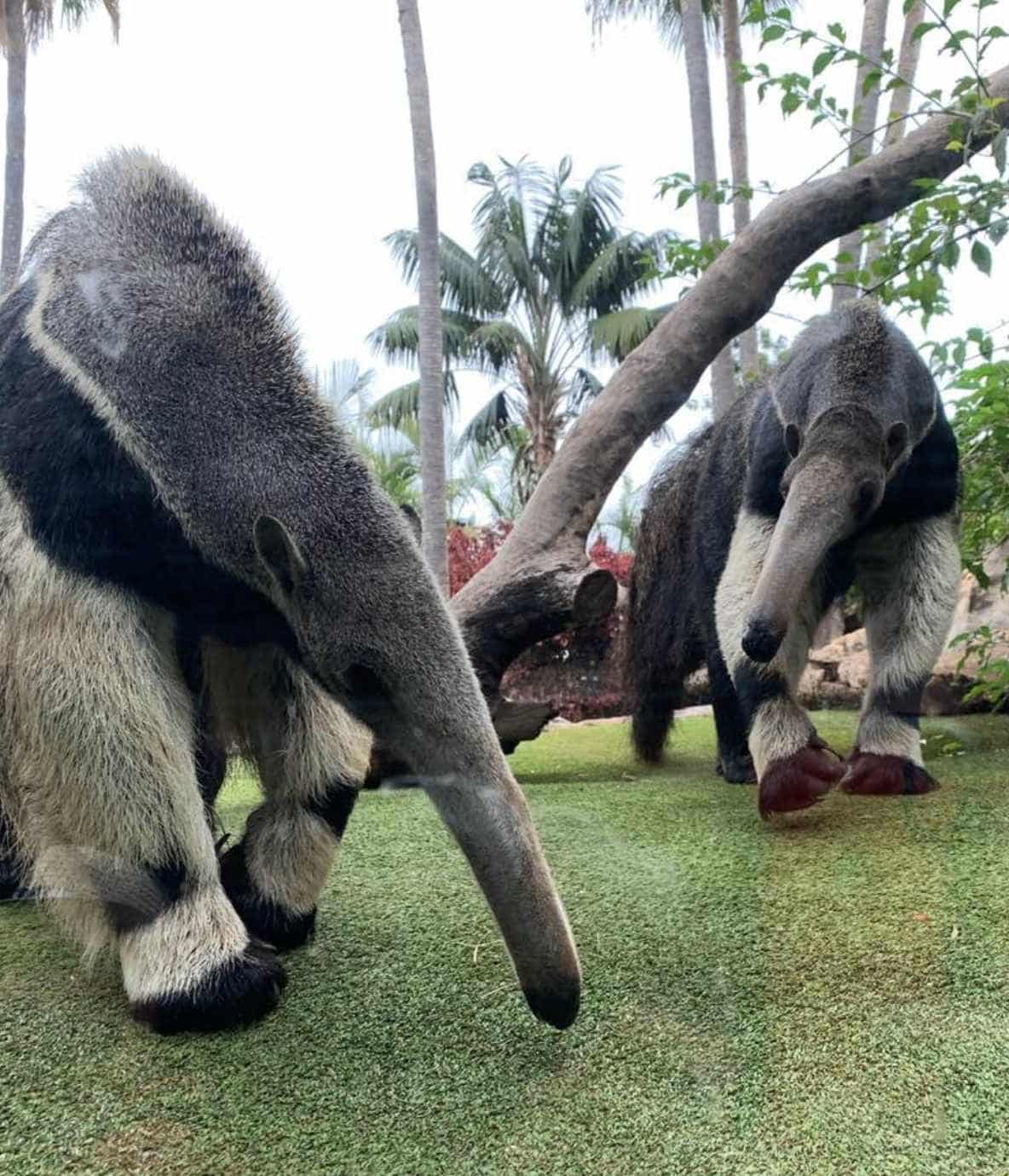 Állati menedék || A királypingvin