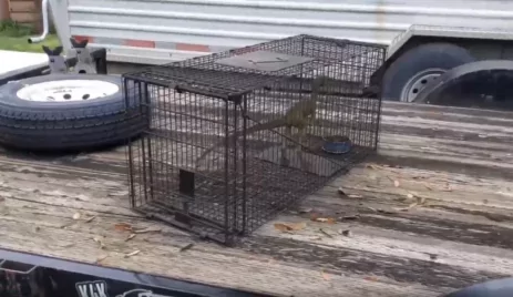 A dinoszauruszok tényleg köztünk élnek?