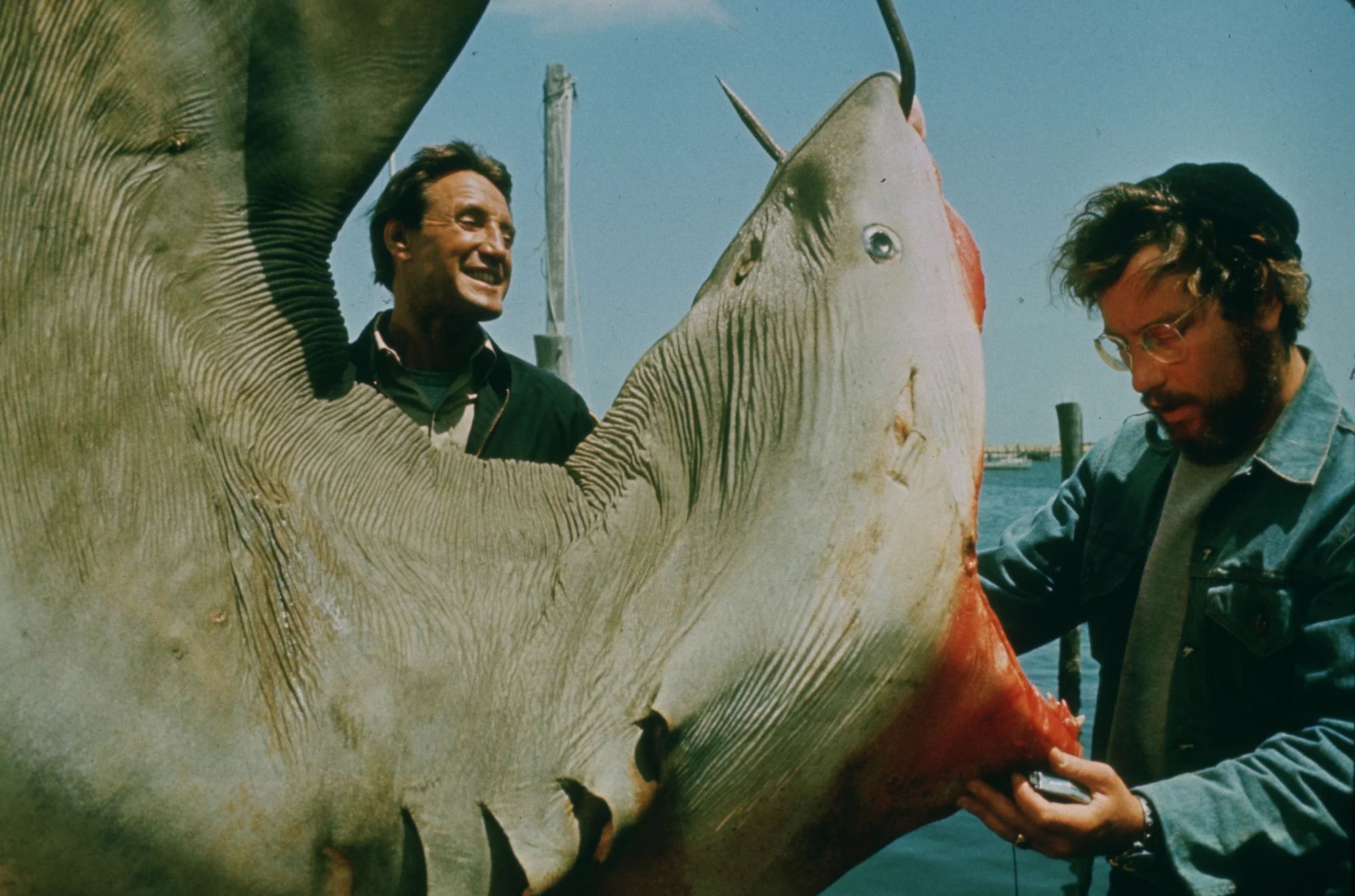 A cápa (felújított)