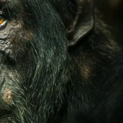 A Netflix sorozata alapján a csimpánzok könyörtelen gyilkosok
