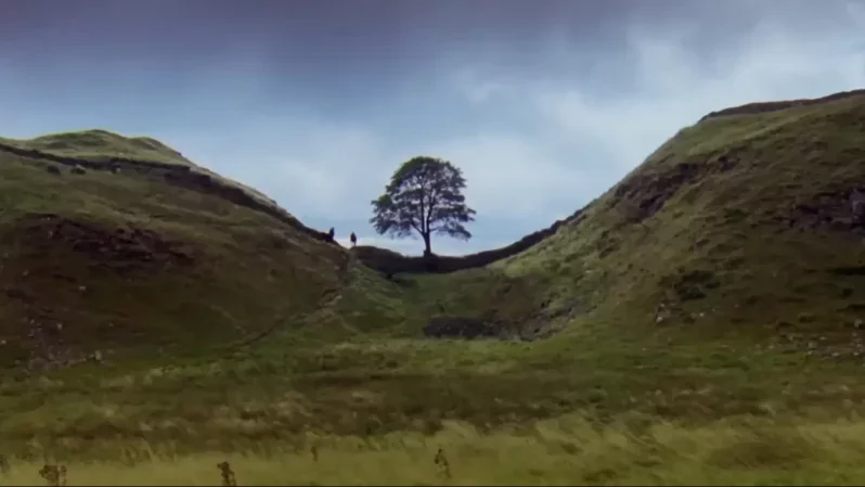 Miért hiányzik Robin Hood fája?