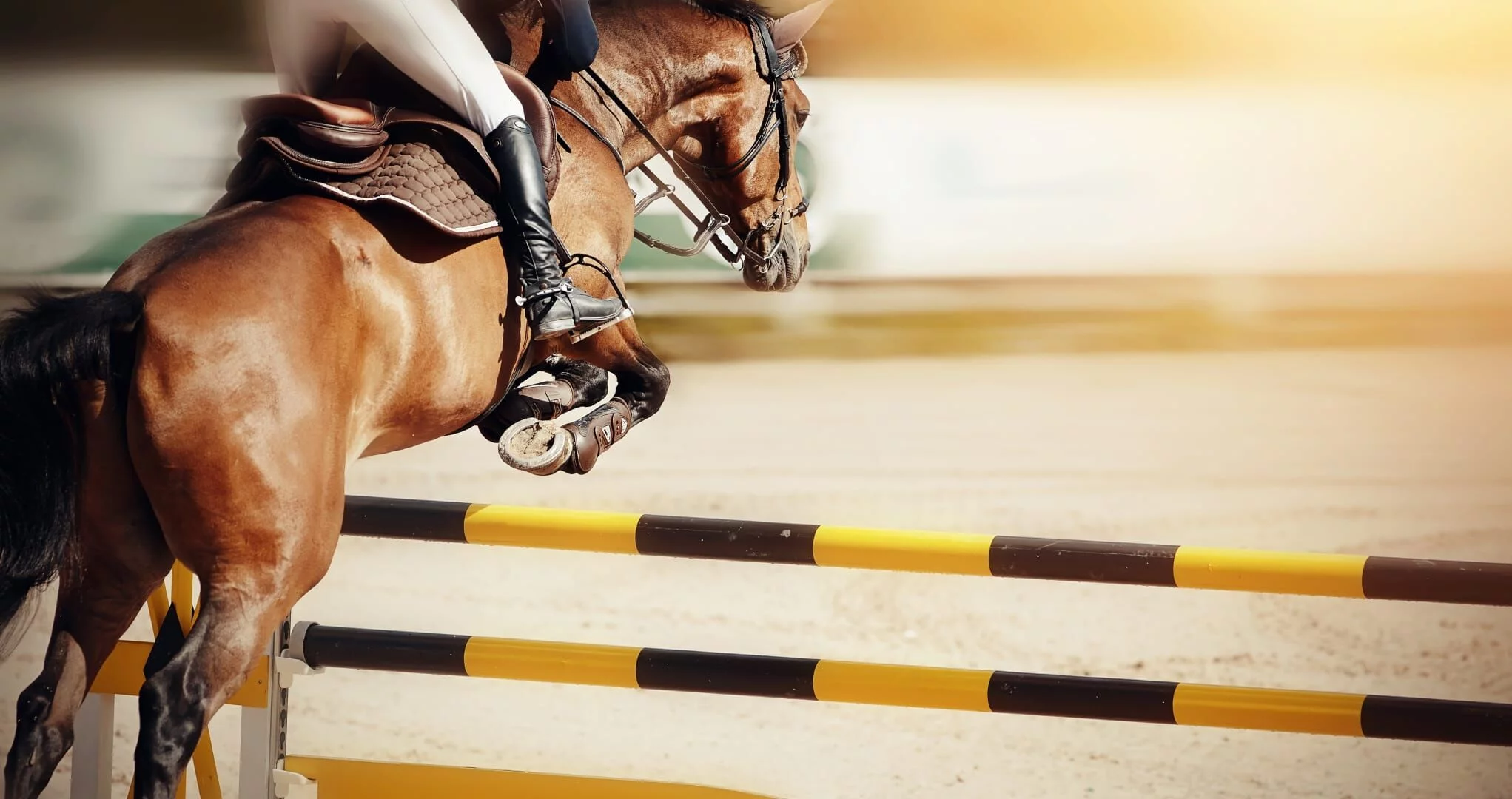 Now You Can Have The Highfly Of Your Dreams – Cheaper/Faster Than You Ever Imagined