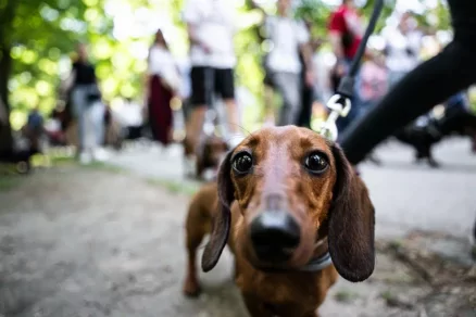 Több mint tízezer ember ünnepelte a kutyákat a DOGZ Fesztiválon, megdőlt a tacskórekord